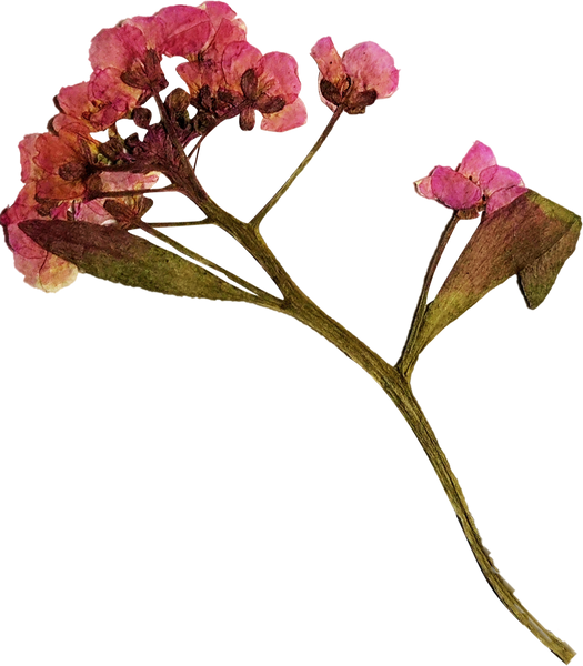 Pink Pressed Flowers