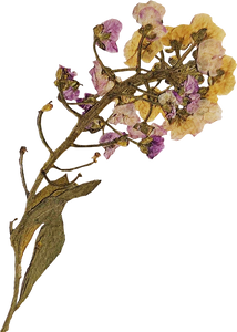 Dried and Pressed Flowers